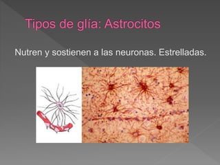 Nutren y sostienen a las neuronas. Estrelladas.
 