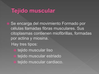  Se encarga del movimiento Formado por
células llamadas fibras musculares. Sus
citoplasmas contienen miofibrillas, formadas
por actina y miosina.
Hay tres tipos:
 tejido muscular liso
 tejido muscular estriado
 tejido muscular cardiaco.
 