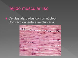  Células alargadas con un núcleo.
Contracción lenta e involuntaria.
 
