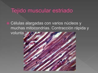  Células alargadas con varios núcleos y
muchas mitocondrias. Contracción rápida y
voluntaria.
 