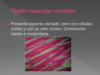  Presenta aspecto estriado, pero con células
cortas y con un solo núcleo. Contracción
rápida e involuntaria.
 