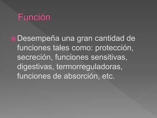  Desempeña una gran cantidad de
funciones tales como: protección,
secreción, funciones sensitivas,
digestivas, termorreguladoras,
funciones de absorción, etc.
 