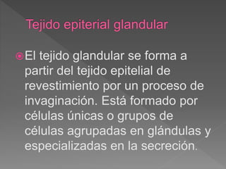 El tejido glandular se forma a
partir del tejido epitelial de
revestimiento por un proceso de
invaginación. Está formado por
células únicas o grupos de
células agrupadas en glándulas y
especializadas en la secreción.
 