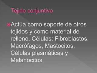 Actúa como soporte de otros
tejidos y como material de
relleno. Células: Fibroblastos,
Macrófagos, Mastocitos,
Células plasmáticas y
Melanocitos
 