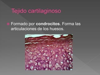  Formado por condrocitos. Forma las
articulaciones de los huesos.
 
