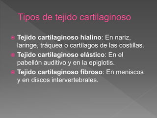  Tejido cartilaginoso hialino: En nariz,
laringe, tráquea o cartílagos de las costillas.
 Tejido cartilaginoso elástico: En el
pabellón auditivo y en la epiglotis.
 Tejido cartilaginoso fibroso: En meniscos
y en discos intervertebrales.
 