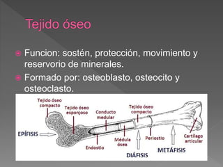  Funcion: sostén, protección, movimiento y
reservorio de minerales.
 Formado por: osteoblasto, osteocito y
osteoclasto.
 