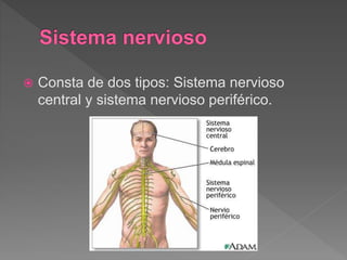  Consta de dos tipos: Sistema nervioso
central y sistema nervioso periférico.
 
