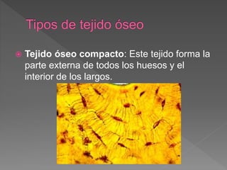  Tejido óseo compacto: Este tejido forma la
parte externa de todos los huesos y el
interior de los largos.
 