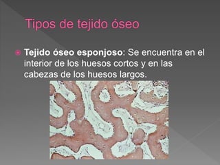  Tejido óseo esponjoso: Se encuentra en el
interior de los huesos cortos y en las
cabezas de los huesos largos.
 