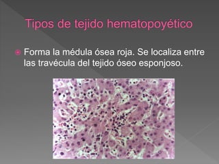  Forma la médula ósea roja. Se localiza entre
las travécula del tejido óseo esponjoso.
 