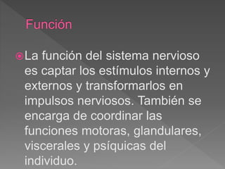 La función del sistema nervioso
es captar los estímulos internos y
externos y transformarlos en
impulsos nerviosos. También se
encarga de coordinar las
funciones motoras, glandulares,
viscerales y psíquicas del
individuo.
 