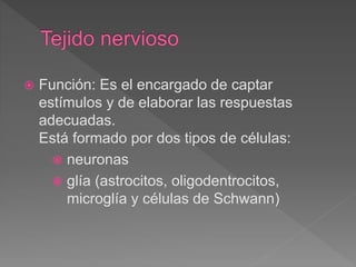  Función: Es el encargado de captar
estímulos y de elaborar las respuestas
adecuadas.
Está formado por dos tipos de células:
 neuronas
 glía (astrocitos, oligodentrocitos,
microglía y células de Schwann)
 