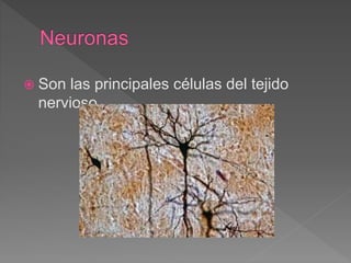  Son las principales células del tejido
nervioso
 