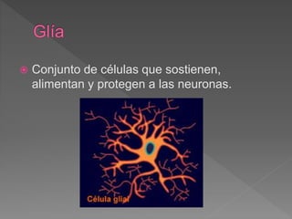  Conjunto de células que sostienen,
alimentan y protegen a las neuronas.
 