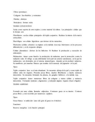Fibras (proteínas):
Colágeno: Son flexibles y resistentes
Elastina: elásticas.
Reticulares: forman redes
TEJIDO CONJUNTIVO
Actúa como soporte de otros tejidos y como material de relleno. Las principales células que
lo forman son:
Fibroblastos: son las células principales del tejido conjuntivo. Realizan la síntesis de la matriz
extracelular.
Macrófagos: son células fagocíticas que derivan de los monocitos.
Mastocitos (células cebadas): se originan en la médula ósea roja. Intervienen en los procesos
inflamatorios y en la respuesta alérgica
Células plasmáticas: derivan de los linfocitos B. Realizan la producción y secreción de
anticuerpos.
Melanocitos: tienen como función la producción de melanima para la protección contra la
radiación solar. El vitiligo es una enfermedad de la piel de carácter autoinmune, en la que los
melanocitos son destruidos por el sistema inmunológico, dejando así de producir melanina.
Se manifiesta por manchas blancas que resultan de la ausencia del pigmento en la piel.
Tipos:
Tejido conjuntivo laxo: es el más abundante. Se encuentra debajo de la piel y como tejido de
relleno entre los órganos. Presenta pocas fibras, muchos fibroblastos y mucha sustancia
intercelular. Se encuentra formando las pleuras, los ganglios linfáticos o la médula roja.
Tejido conjuntivo denso: numerosas fibras de colágeno y menos células y sustancia
intercelular. Formando tendones y ligamentos y rodeando algunos órganos (bazo o hígado)
TEJIDO ADIPOSO
Formado por unas células llamadas adipocitos. Contienen grasa en su interior. Contiene
pocas fibras y está recorrido por numerosos capilares.
Tipos:
Grasa blanca: es unilocular (una sola gota de grasa en el interior)
Funciones:
Reserva energética: es la función principal.
 