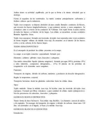 Ambas tienen su actividad equilibrada, por lo que se forma a la misma velocidad que se
destruye.
Forma el esqueleto de los vertebrados. La matriz contiene principalmente carbonatos y
fosfatos cálcicos que la endurecen.
Tejido óseo compacto: se dispone alrededor de unos canales llamados conductos de Havers,
que recorren los huesos longitudinalmente, y que contienen nervios y vasos sanguíneos. Se
comunican entre sí a través de los conductos de Volkman. Este tejido forma la parte externa
de todos los huesos y el interior de los largos. Las células se encuentran en unas cavidades
llamadas lagunillas óseas.
Tejido óseo esponjoso: formado por travéculas de tejido óseo separadas entre sí por cavidades
de forma irregular rellenas de médula ósea roja. Se encuentra en el interior de los huesos
cortos y en las cabezas de los huesos largos.
TEJIDO HEMATOPOYÉTICO
Es el encargado de producir las células presentes en la sangre.
La sangre es un tejido conectivo especializado formado por:
Elementos celulares: glóbulos rojos, leucocitos y plaquetas.
Una matriz extracelular líquida (plasma sanguíneo): formada por agua (90%), proteínas (9%)
y sales minerales, compuestos nitrogenados,... (1%). El plasma sin las proteínas de
coagunación se le denomina suero sanguíneo.
Funciones:
Transporte de oxígeno, dióxido de carbono, nutrientes y productos de desecho nitrogenados.
Regula la temperatura corporal.
Transporta hormonas desde las glándulas endocrinas hasta las células diana.
Tipos:
Tejido mieloide: forma la médula ósea roja. Se localiza entre las travécula del tejido óseo
esponjoso. Formado por fibras reticulares y gran cantidad de células madre (pluripotentes).
Son las precursoras de eritrocitos, leucocitos y plaquetas.
GLÓBULOS ROJOS O ERITROCITOS
Tienen forma de disco bicóncavo. Son células muy flexibles. Los humanos carecen de núcleo
y de orgánulos. Se encargan del transporte de oxígeno y dióxido de carbono. duran unos 120
días. son destruidos en el hígado, el bazo y la médula ósea roja.
GLÓBULOS BLANCOS O LINFOCITOS
Granulocitos
 
