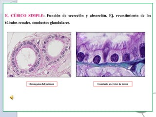 E. CÚBICO SIMPLE: Función de secreción y absorción. Ej. revestimiento de los
túbulos renales, conductos glandulares.
Bronquios del pulmón Conducto excretor de ratón
 