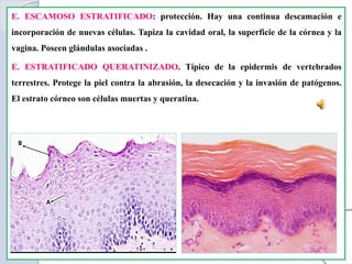 E. ESCAMOSO ESTRATIFICADO: protección. Hay una continua descamación e
incorporación de nuevas células. Tapiza la cavidad oral, la superficie de la córnea y la
vagina. Poseen glándulas asociadas .
E. ESTRATIFICADO QUERATINIZADO. Típico de la epidermis de vertebrados
terrestres. Protege la piel contra la abrasión, la desecación y la invasión de patógenos.
El estrato córneo son células muertas y queratina.
 