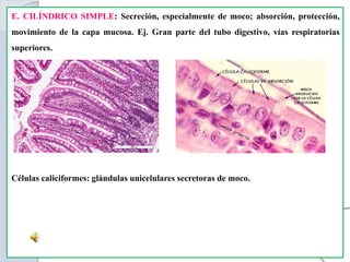 E. CILÍNDRICO SIMPLE: Secreción, especialmente de moco; absorción, protección,
movimiento de la capa mucosa. Ej. Gran parte del tubo digestivo, vías respiratorias
superiores.
Células caliciformes: glándulas unicelulares secretoras de moco.
 