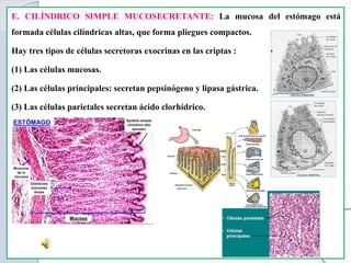 E. CILÍNDRICO SIMPLE MUCOSECRETANTE: La mucosa del estómago está
formada células cilíndricas altas, que forma pliegues compactos.
Hay tres tipos de células secretoras exocrinas en las criptas :
(1) Las células mucosas.
(2) Las células principales: secretan pepsinógeno y lipasa gástrica.
(3) Las células parietales secretan ácido clorhídrico.
 