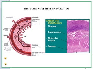 HISTOLOGÍA DEL SISTEMA DIGESTIVO
 