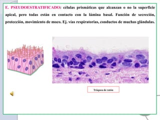 E. PSEUDOESTRATIFICADO: células prismáticas que alcanzan o no la superficie
apical, pero todas están en contacto con la lámina basal. Función de secreción,
protección, movimiento de moco. Ej. vías respiratorias, conductos de muchas glándulas.
Tráquea de ratón
 