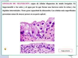 EPITELIO DE TRANSICIÓN: capas de células dispuestas de modo irregular. Es
impermeable a las sales y al agua por lo que forma una barrera entre la orina y los
líquidos intersticiales. Tiene gran capacidad de distensión. Las células más superficiales
presentan zonas de mayor grosor en su parte apical.
Vejiga urinaria
 
