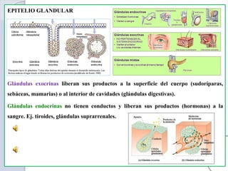 EPITELIO GLANDULAR
Glándulas exocrinas liberan sus productos a la superficie del cuerpo (sudoríparas,
sebáceas, mamarias) o al interior de cavidades (glándulas digestivas).
Glándulas endocrinas no tienen conductos y liberan sus productos (hormonas) a la
sangre. Ej. tiroides, glándulas suprarrenales.
 