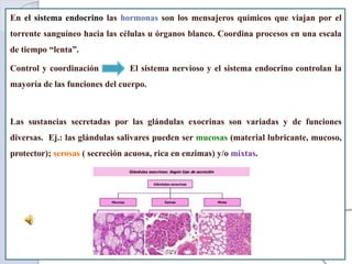 En el sistema endocrino las hormonas son los mensajeros químicos que viajan por el
torrente sanguíneo hacia las células u órganos blanco. Coordina procesos en una escala
de tiempo “lenta”.
Control y coordinación El sistema nervioso y el sistema endocrino controlan la
mayoría de las funciones del cuerpo.
Las sustancias secretadas por las glándulas exocrinas son variadas y de funciones
diversas. Ej.: las glándulas salivares pueden ser mucosas (material lubricante, mucoso,
protector); serosas ( secreción acuosa, rica en enzimas) y/o mixtas.
 