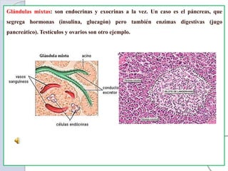 Glándulas mixtas: son endocrinas y exocrinas a la vez. Un caso es el páncreas, que
segrega hormonas (insulina, glucagón) pero también enzimas digestivas (jugo
pancreático). Testículos y ovarios son otro ejemplo.
 