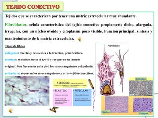 Tejidos que se caracterizan por tener una matriz extracelular muy abundante.
Fibroblastos: célula característica del tejido conectivo propiamente dicho, alargada,
irregular, con un núcleo ovoide y citoplasma poco visible. Función principal: síntesis y
mantenimiento de la matriz extracelular.
Tipos de fibras
colágenas: fuertes y resistentes a la tracción, pero flexibles.
elásticas: se estiran hasta el 150% y recuperan su tamaño
original. Son frecuentes en la piel, los vasos sanguíneos y el pulmón.
reticulares: soportan los vasos sanguíneos y otros tejidos conectivos.
 