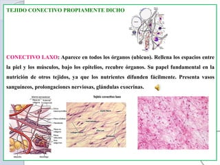 TEJIDO CONECTIVO PROPIAMENTE DICHO
CONECTIVO LAXO: Aparece en todos los órganos (ubicuo). Rellena los espacios entre
la piel y los músculos, bajo los epitelios, recubre órganos. Su papel fundamental en la
nutrición de otros tejidos, ya que los nutrientes difunden fácilmente. Presenta vasos
sanguíneos, prolongaciones nerviosas, glándulas exocrinas.
 