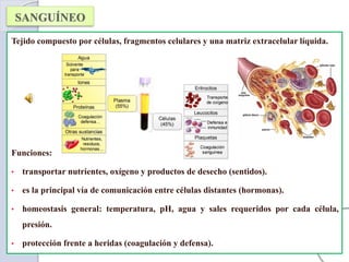 Tejido compuesto por células, fragmentos celulares y una matriz extracelular líquida.
Funciones:
• transportar nutrientes, oxígeno y productos de desecho (sentidos).
• es la principal vía de comunicación entre células distantes (hormonas).
• homeostasis general: temperatura, pH, agua y sales requeridos por cada célula,
presión.
• protección frente a heridas (coagulación y defensa).
 