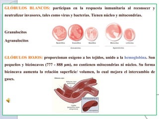 GLÓBULOS BLANCOS: participan en la respuesta inmunitaria al reconocer y
neutralizar invasores, tales como virus y bacterias. Tienen núcleo y mitocondrias.
Granulocitos
Agranulocitos
GLÓBULOS ROJOS: proporcionan oxígeno a los tejidos, unido a la hemoglobina. Son
pequeños y bicóncavos (777 - 888 μm), no contienen mitocondrias ni núcleo. Su forma
bicóncava aumenta la relación superficie/ volumen, lo cual mejora el intercambio de
gases.
 
