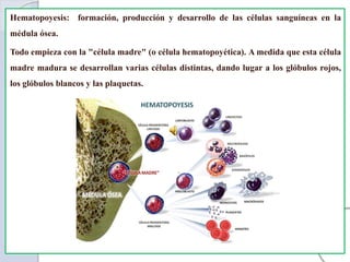 Hematopoyesis: formación, producción y desarrollo de las células sanguíneas en la
médula ósea.
Todo empieza con la "célula madre" (o célula hematopoyética). A medida que esta célula
madre madura se desarrollan varias células distintas, dando lugar a los glóbulos rojos,
los glóbulos blancos y las plaquetas.
 