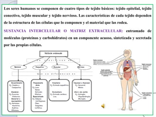 Los seres humanos se componen de cuatro tipos de tejido básicos: tejido epitelial, tejido
conectivo, tejido muscular y tejido nervioso. Las características de cada tejido dependen
de la estructura de las células que lo componen y el material que las rodea.
SUSTANCIA INTERCELULAR O MATRIZ EXTRACELULAR: entramado de
moléculas (proteínas y carbohidratos) en un componente acuoso, sintetizada y secretada
por las propias células.
 