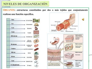 ÓRGANOS: estructuras constituidas por dos o más tejidos que conjuntamente
realizan una función específica.
 