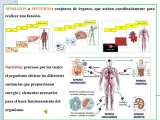 APARATOS o SISTEMAS: conjuntos de órganos, que actúan coordinadamente para
realizar una función.
Nutrición: procesos por los cuales
el organismo obtiene las diferentes
sustancias que proporcionan
energía y elementos necesarios
para el buen funcionamiento del
organismo.
 