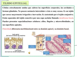 Células estrechamente unidas que cubren las superficies corporales, las cavidades o
forman glándulas. No poseen sustancia intercelular o ésta es muy escasa. Es un tejido
que carece mayormente irrigación e inervación. Es sustentado por el tejido conjuntivo.
Están separados del tejido conectivo por una capa acelular llamada membrana basal.
Pueden presentar especializaciones celulares: cilios, flagelos y microvellosidades, en
sus superficies apicales.
Polaridad: diferencia morfofuncional entre su dominio apical y su dominio basal.
 