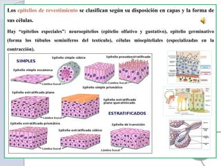 Los epitelios de revestimiento se clasifican según su disposición en capas y la forma de
sus células.
Hay “epitelios especiales”: neuroepitelios (epitelio olfativo y gustativo), epitelio germinativo
(forma los túbulos seminíferos del testículo), células mioepiteliales (especializadas en la
contracción).
 