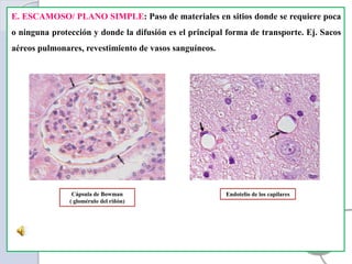 E. ESCAMOSO/ PLANO SIMPLE: Paso de materiales en sitios donde se requiere poca
o ninguna protección y donde la difusión es el principal forma de transporte. Ej. Sacos
aéreos pulmonares, revestimiento de vasos sanguíneos.
Cápsula de Bowman
( glomérulo del riñón)
Endotelio de los capilares
 
