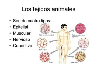 Los tejidos animales  Son de cuatro tipos: Epitelial Muscular  Nervioso Conectivo 