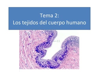 Tema 2:
Los tejidos del cuerpo humano
 