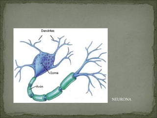 NEURONA
 