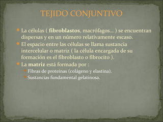 TEJIDO CONJUNTIVO
La células ( fibroblastos, macrófagos… ) se encuentran
dispersas y en un número relativamente escaso.
El espacio entre las células se llama sustancia
intercelular o matriz ( la célula encargada de su
formación es el fibroblasto o fibrocito ).
La matriz está formada por :
Fibras de proteínas (colágeno y elastina).
Sustancias fundamental gelatinosa.
 