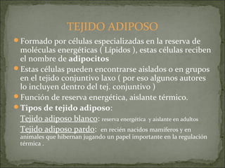 TEJIDO ADIPOSO
Formado por células especializadas en la reserva de
moléculas energéticas ( Lípidos ), estas células reciben
el nombre de adipocitos
Estas células pueden encontrarse aislados o en grupos
en el tejido conjuntivo laxo ( por eso algunos autores
lo incluyen dentro del tej. conjuntivo )
Función de reserva energética, aislante térmico.
Tipos de tejido adiposo:
Tejido adiposo blanco: reserva energética y aislante en adultos
Tejido adiposo pardo: en recién nacidos mamíferos y en
animales que hibernan jugando un papel importante en la regulación
térmica .
 