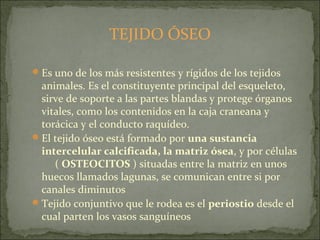 TEJIDO ÓSEO
Es uno de los más resistentes y rígidos de los tejidos
animales. Es el constituyente principal del esqueleto,
sirve de soporte a las partes blandas y protege órganos
vitales, como los contenidos en la caja craneana y
torácica y el conducto raquídeo.
El tejido óseo está formado por una sustancia
intercelular calcificada, la matriz ósea, y por células
( OSTEOCITOS ) situadas entre la matriz en unos
huecos llamados lagunas, se comunican entre si por
canales diminutos
Tejido conjuntivo que le rodea es el periostio desde el
cual parten los vasos sanguíneos
 