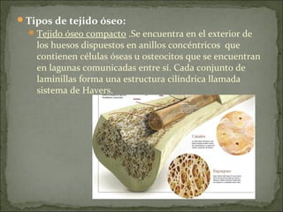 Tipos de tejido óseo:
Tejido óseo compacto .Se encuentra en el exterior de
los huesos dispuestos en anillos concéntricos que
contienen células óseas u osteocitos que se encuentran
en lagunas comunicadas entre sí. Cada conjunto de
laminillas forma una estructura cilíndrica llamada
sistema de Havers.
 