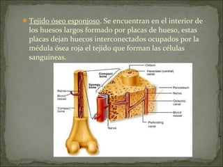 Tejido óseo esponjoso. Se encuentran en el interior de
los huesos largos formado por placas de hueso, estas
placas dejan huecos interconectados ocupados por la
médula ósea roja el tejido que forman las células
sanguíneas.
 